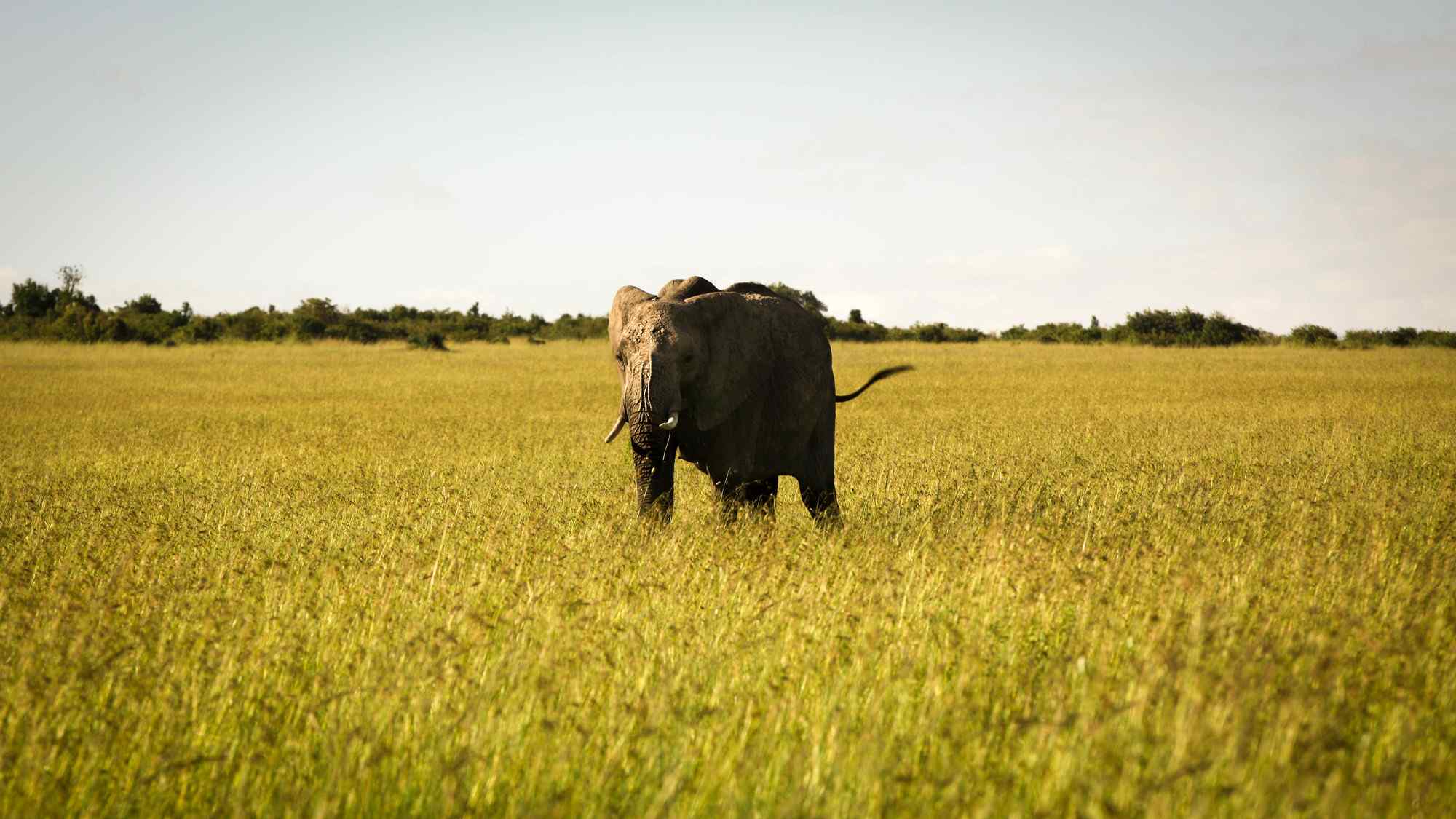 唯美草原上的非洲大象图片