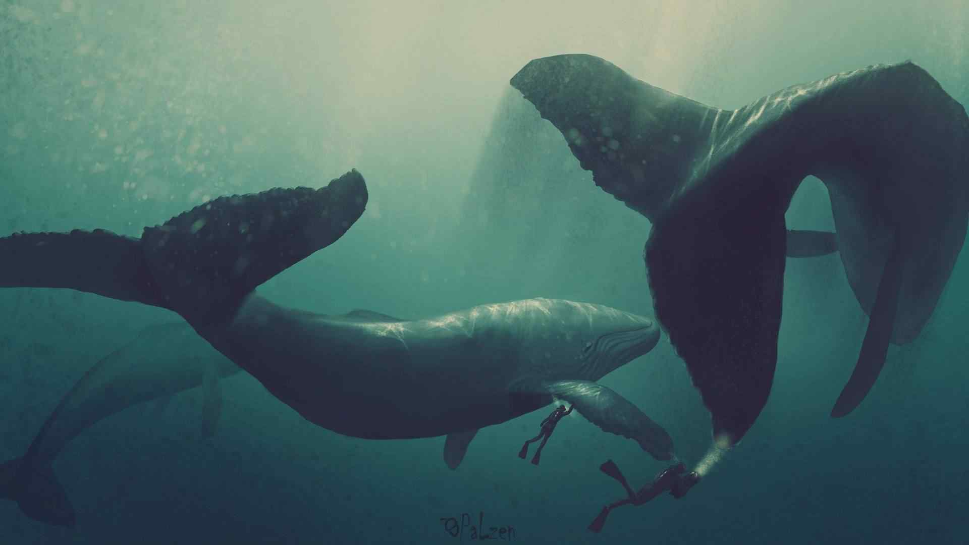 唯美的大海深处的鲸图片
