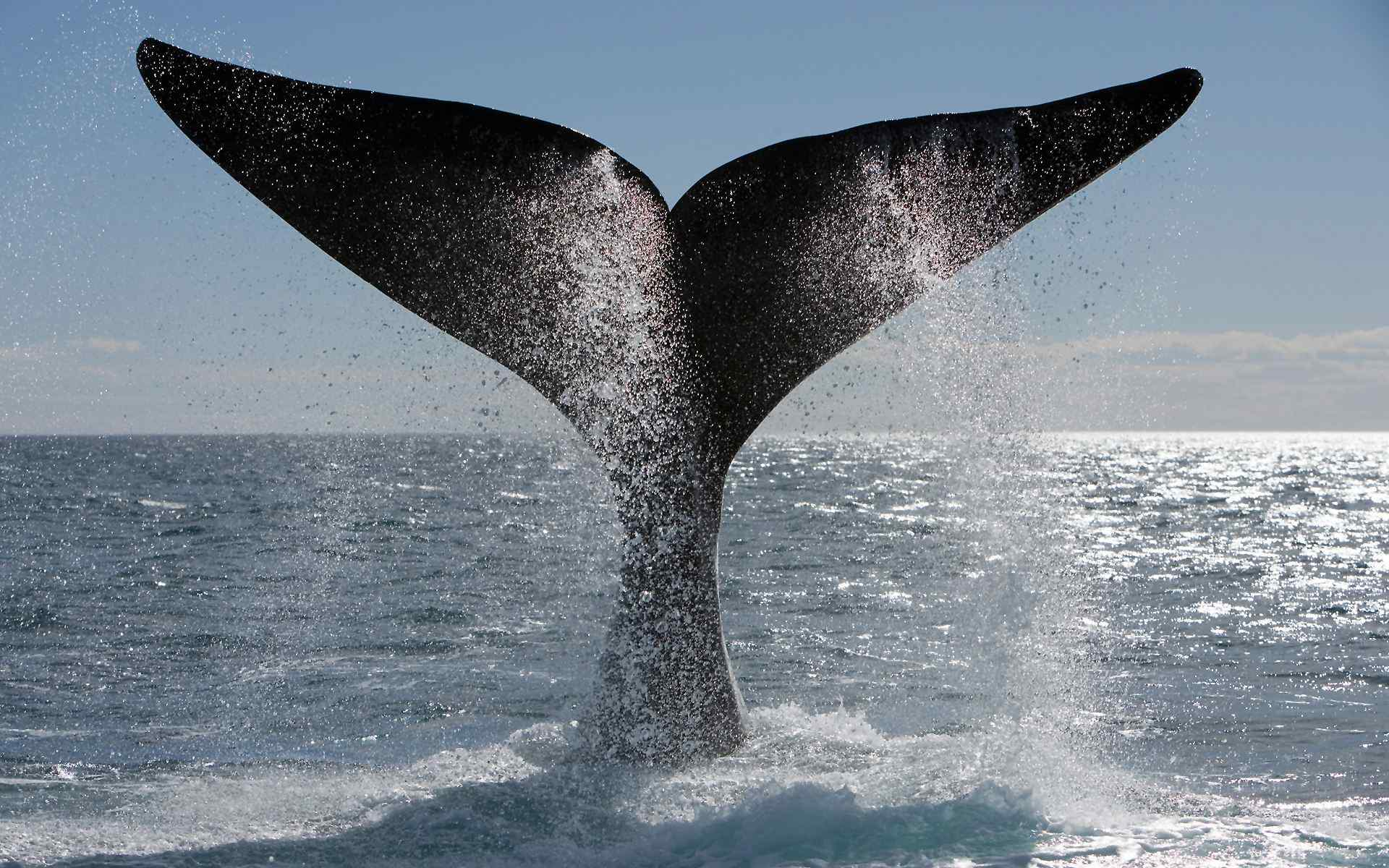 鲸的大尾巴图片壁纸