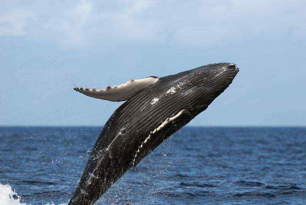 虎鲸跃出海面图片