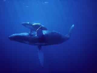 大海深处的美丽蓝鲸图片壁纸