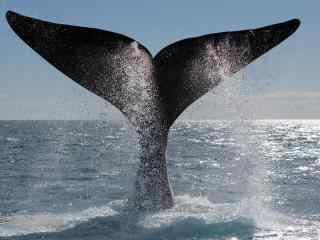 鲸的大尾巴图片壁纸