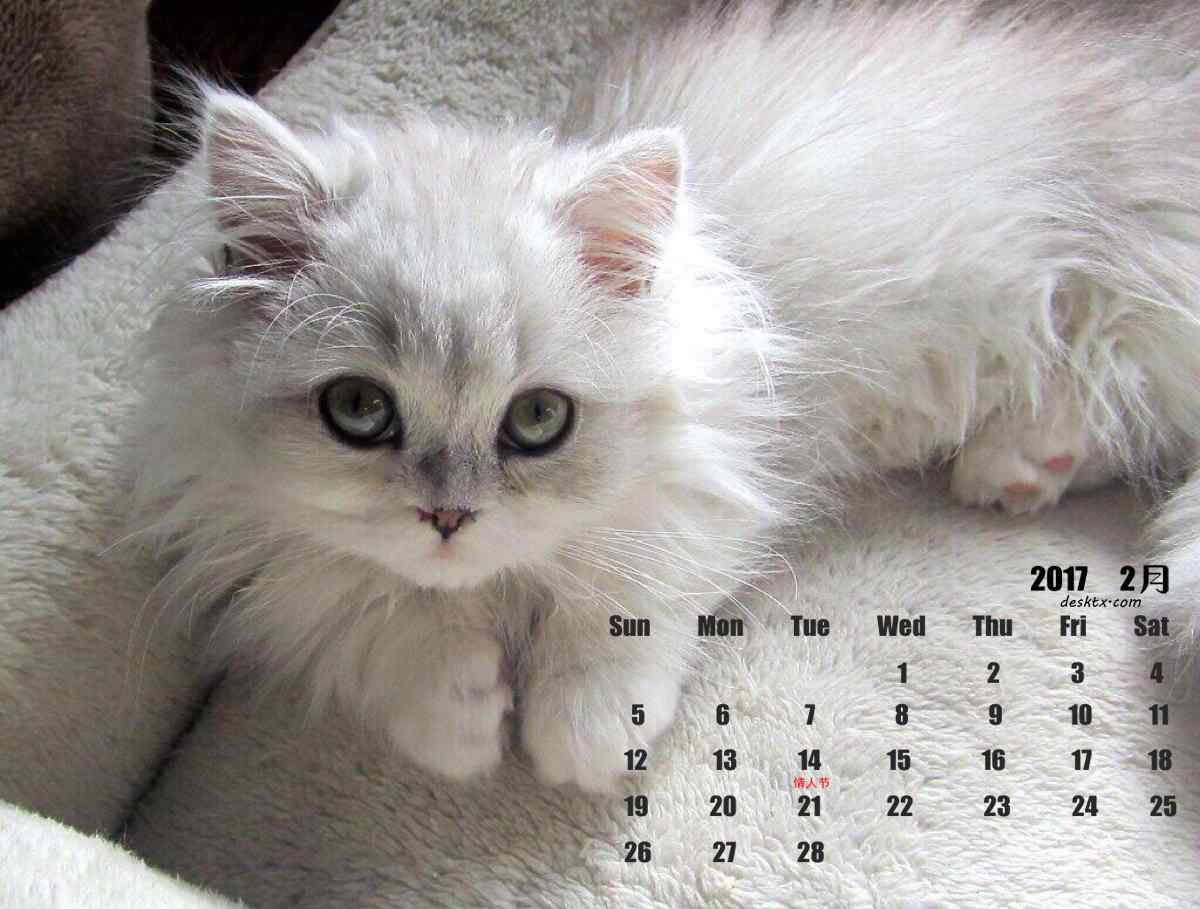 2017年2月日历可爱的布偶猫壁纸