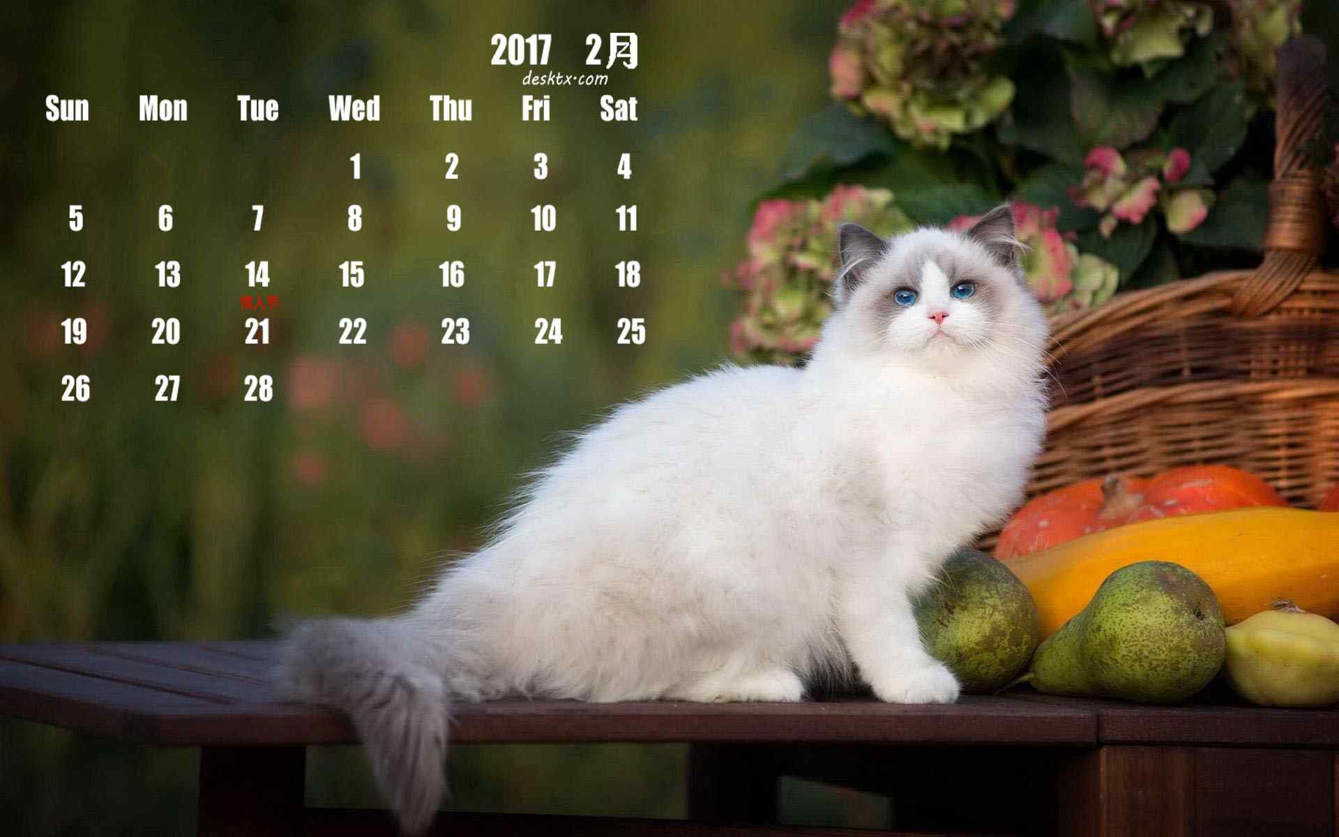 2017年2月日历可爱的布偶猫图片壁纸