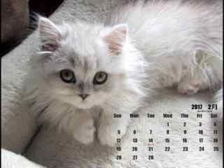 2017年2月日历可爱的布偶猫壁纸