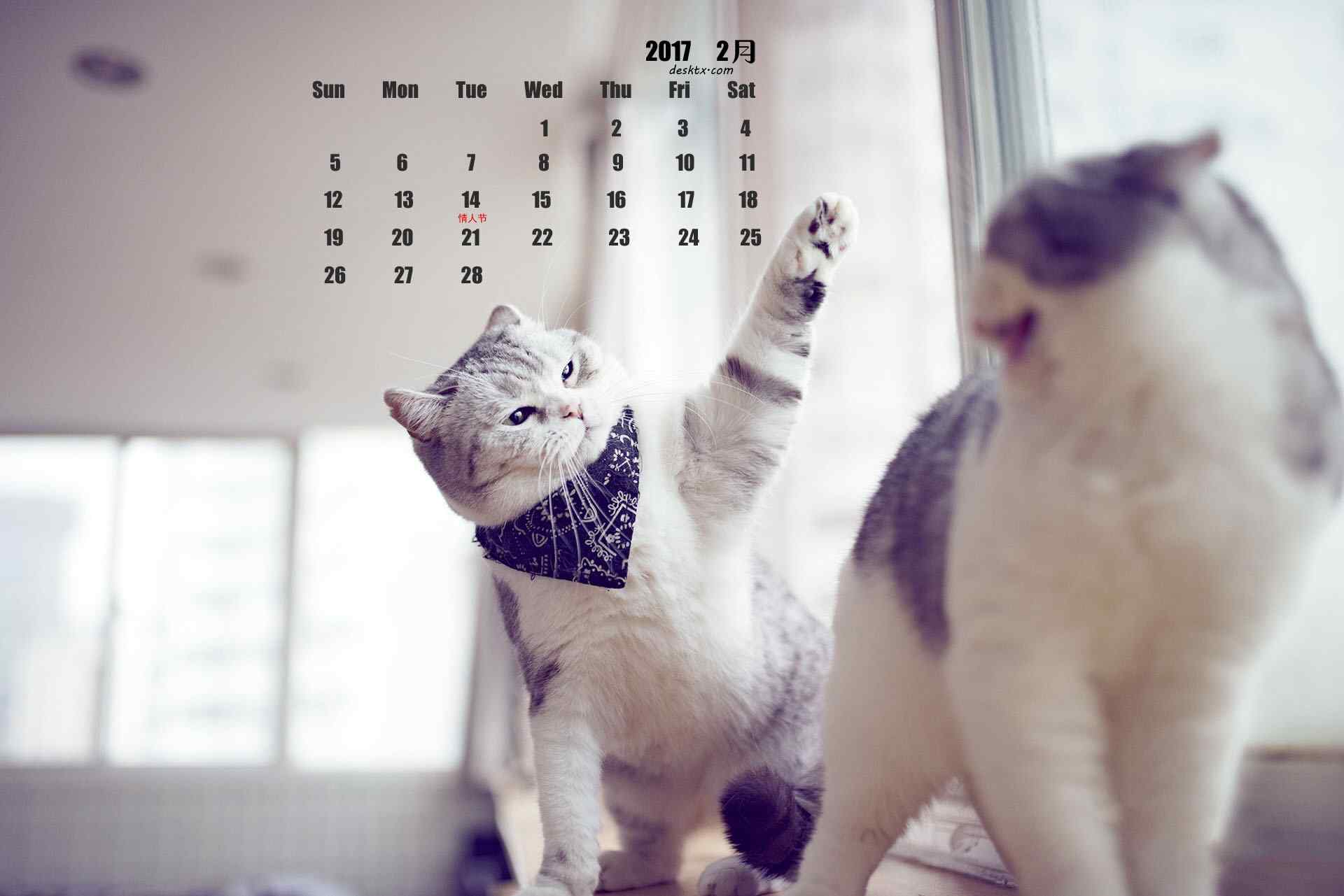 2017年2月日历壁纸之可爱的小猫咪