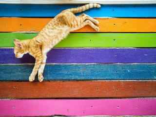 彩色背景中的小猫咪图片桌面壁纸