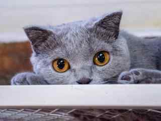 可爱的灰色小猫咪图片高清桌面壁纸
