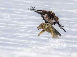 雪鹰在冬日里猎食