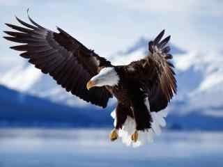 雪山下展翅高飞的雄鹰图片