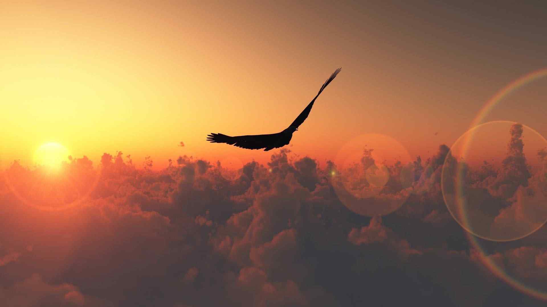 唯美夕阳下展翅飞翔的苍鹰图片