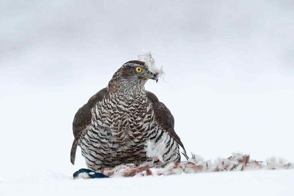 雪地里享用美食的苍鹰图片