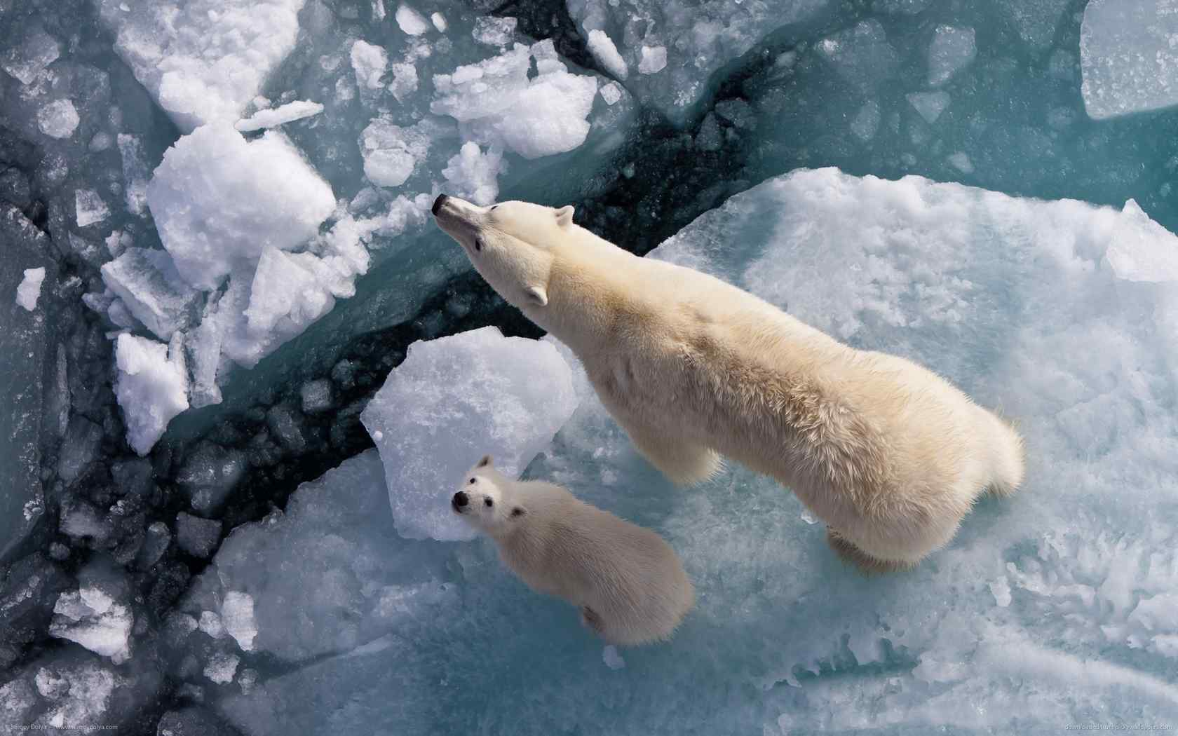 冰面上的北极熊母子唯美图片