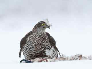 雪地里享用美食的苍鹰图片