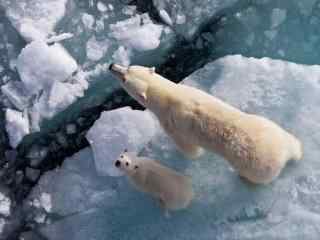 冰面上的北极熊母