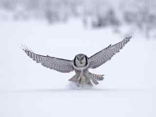 雪地里捕猎的猫头鹰图片