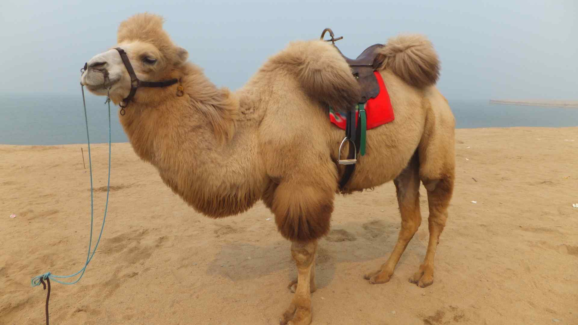 强壮的骆驼图片