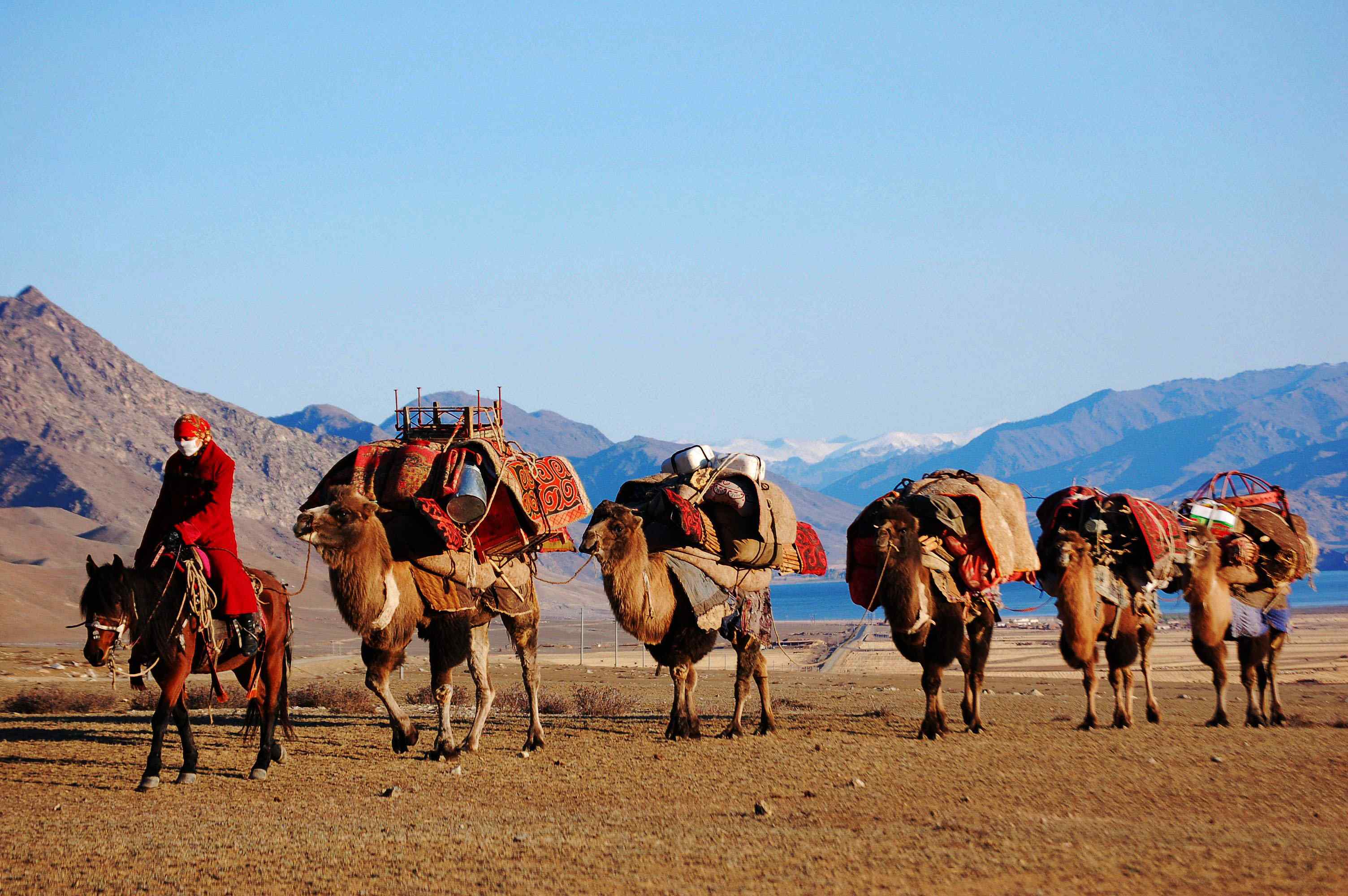 行走的骆驼队伍图片