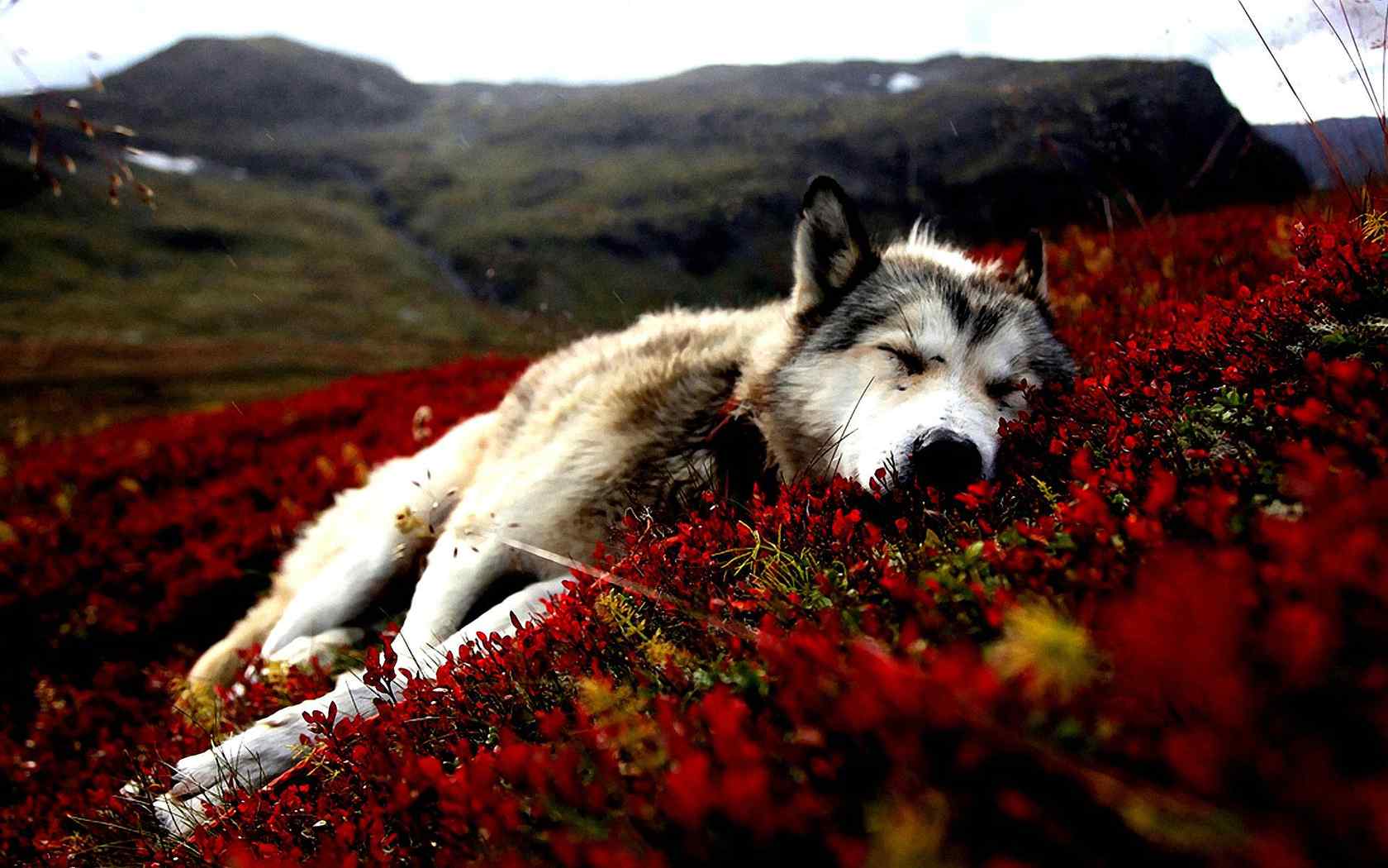 红色草坪上的狗狗图片