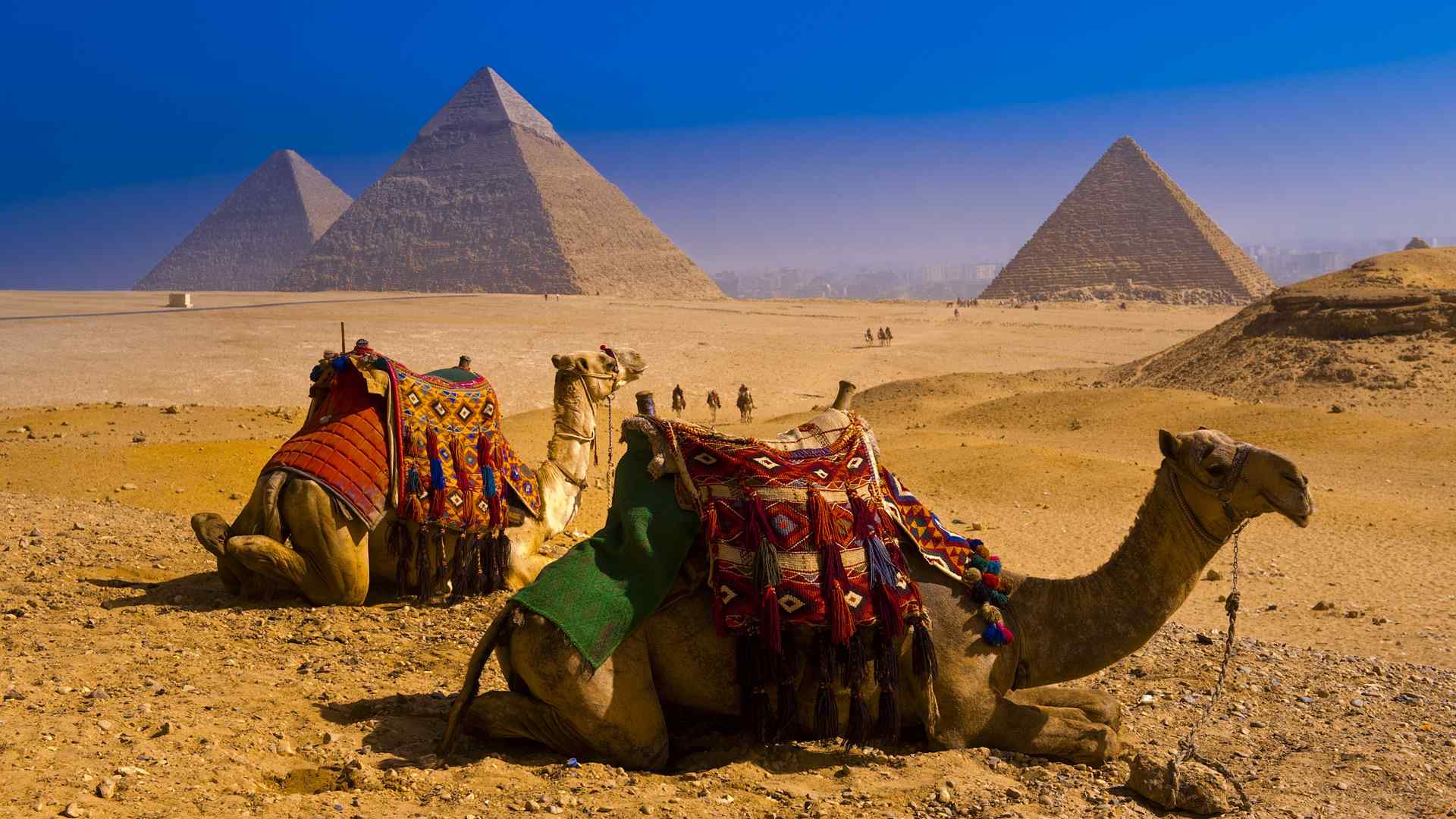金字塔沙漠中的骆驼图片