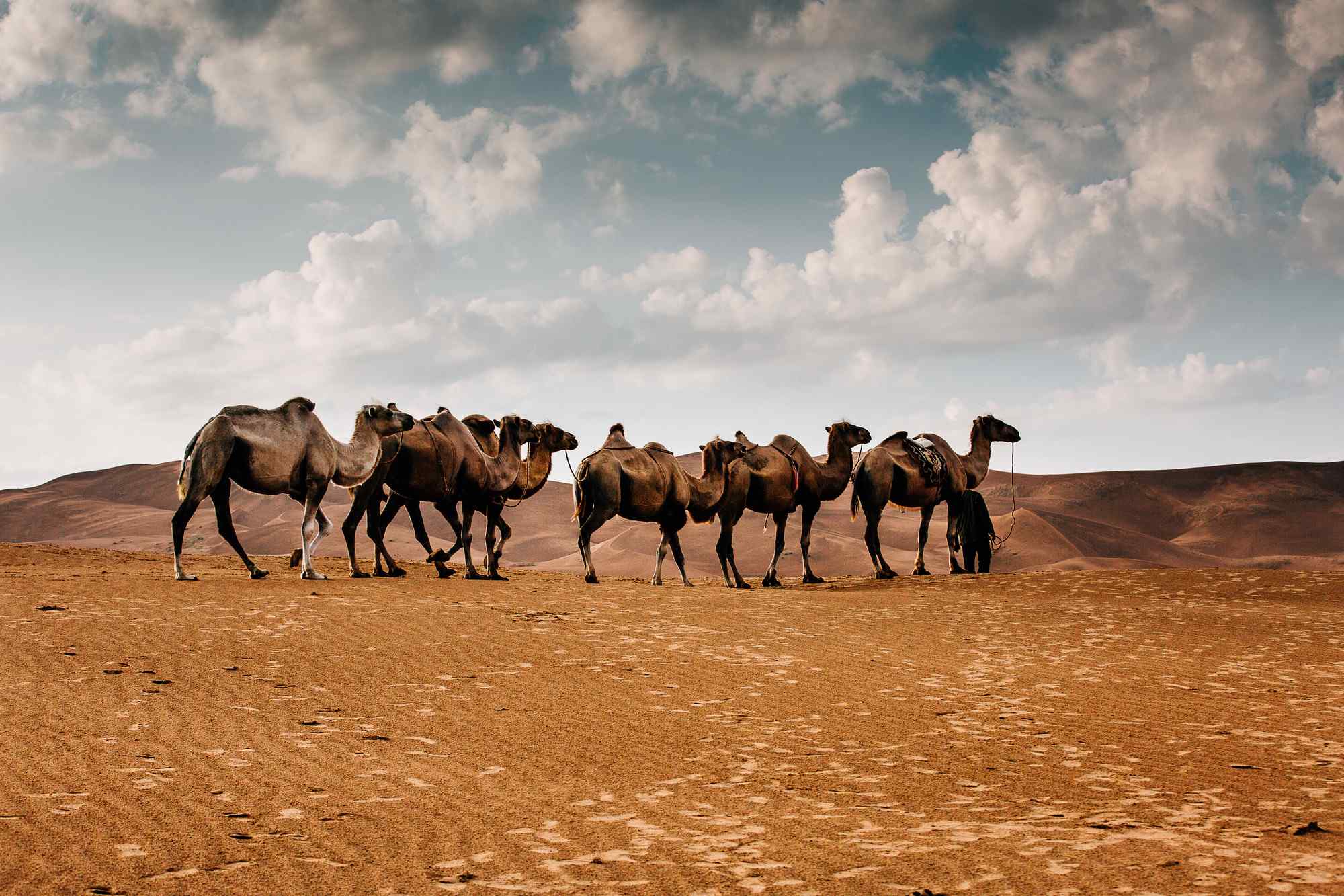 沙漠中的骆驼队伍