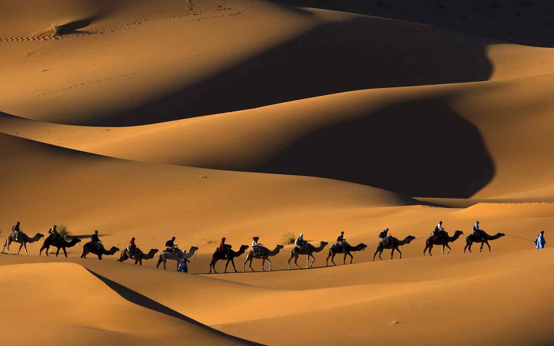广阔沙漠中的骆驼图片
