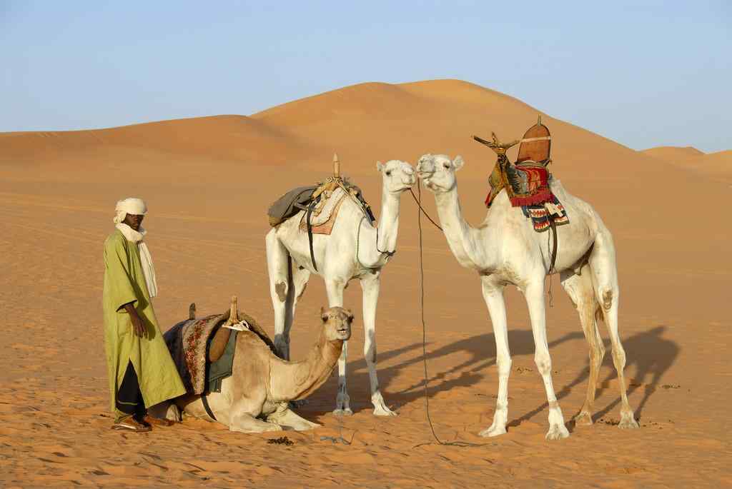 利比亚沙漠中的骆驼图片