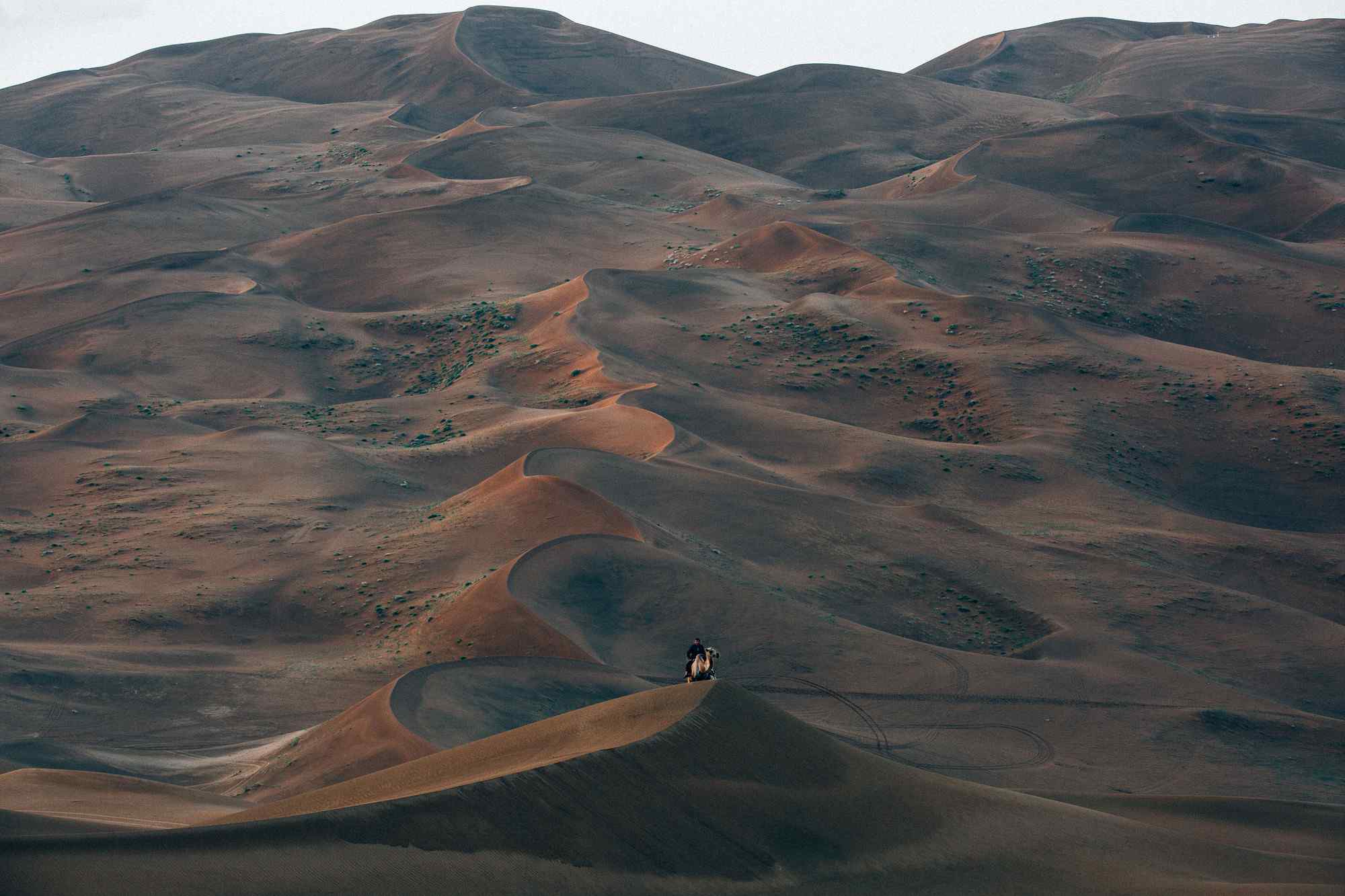 沙漠孤舟一只骆驼图片