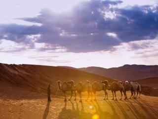 灿烂阳光下的骆驼队伍