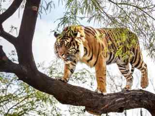 爬上树的老虎图片
