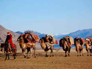 行走的骆驼队伍图片