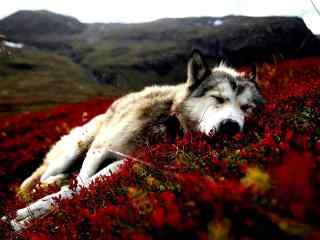 红色草坪上的狗狗图片