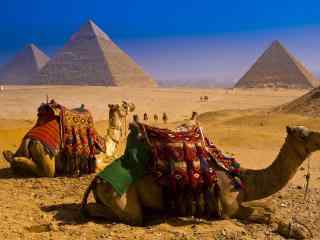 金字塔沙漠中的骆
