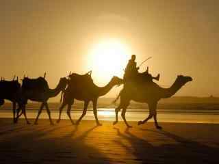 沙漠之中的骆驼图