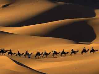 广阔沙漠中的骆驼