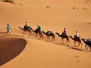 黄沙中的骆驼图片壁纸