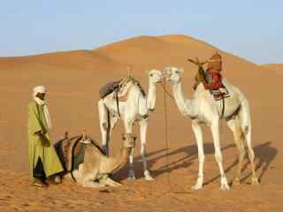 利比亚沙漠中的骆驼图片