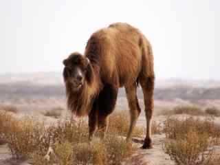 沙漠中吃草的骆驼