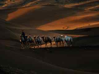 沙漠之舟骆驼图片