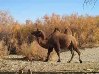 红柳树边的骆驼图片