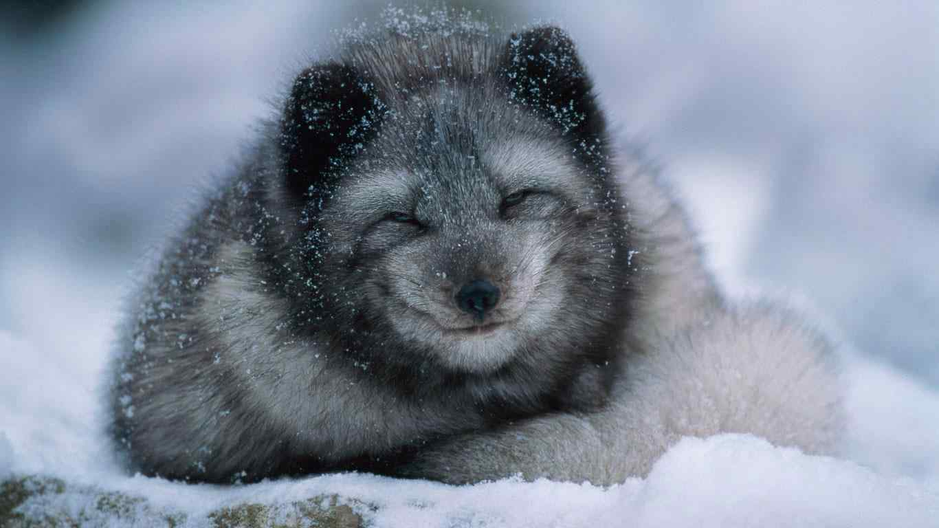 灰色可爱的北极狐图片壁纸