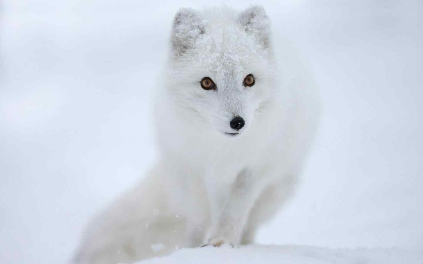 雪白唯美的北极狐图片壁纸