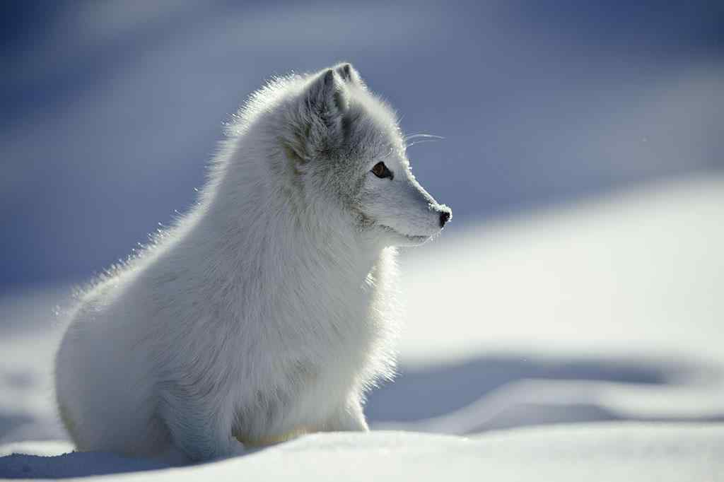 乖巧的北极狐图片