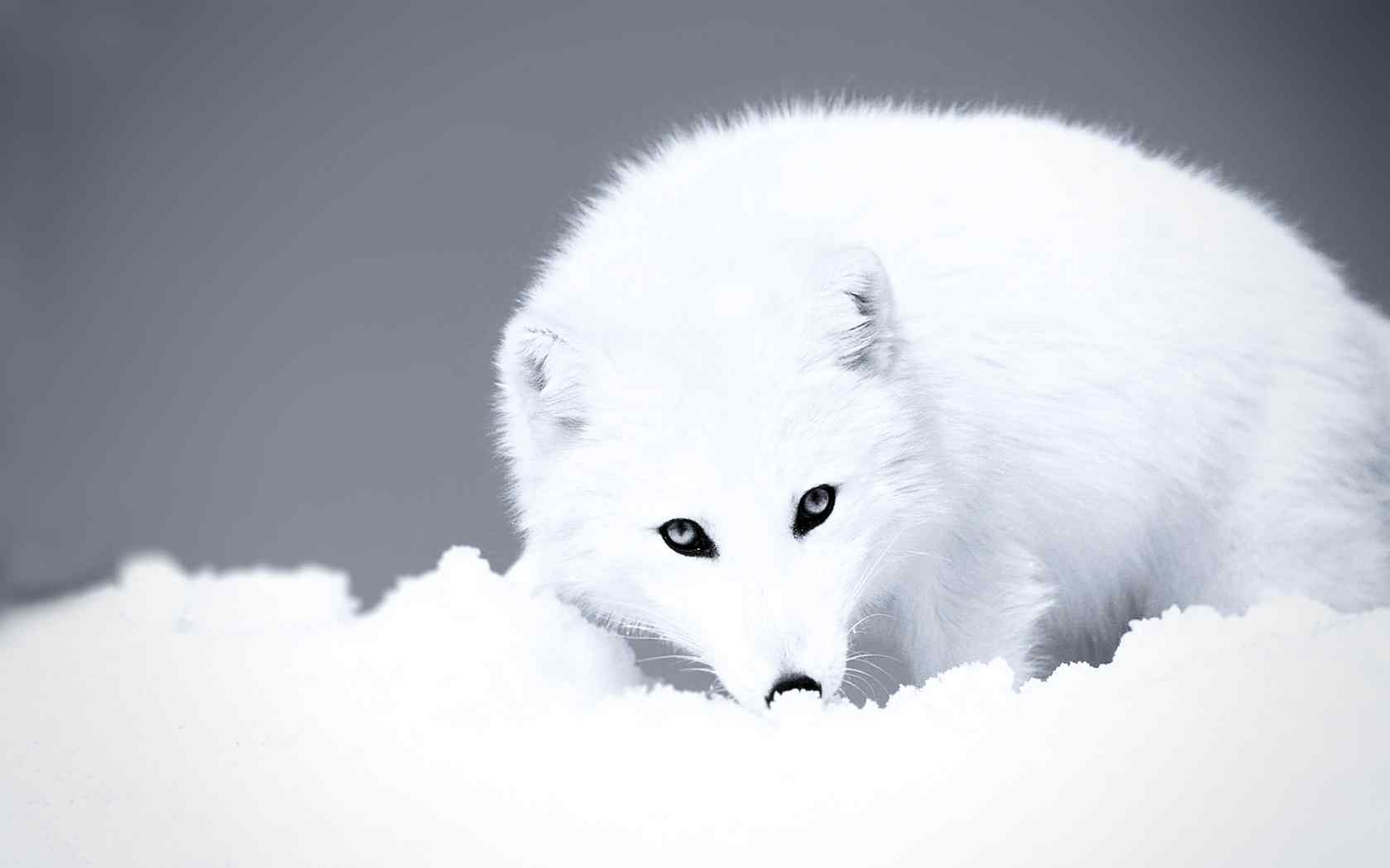 纯白的北极狐桌面壁纸