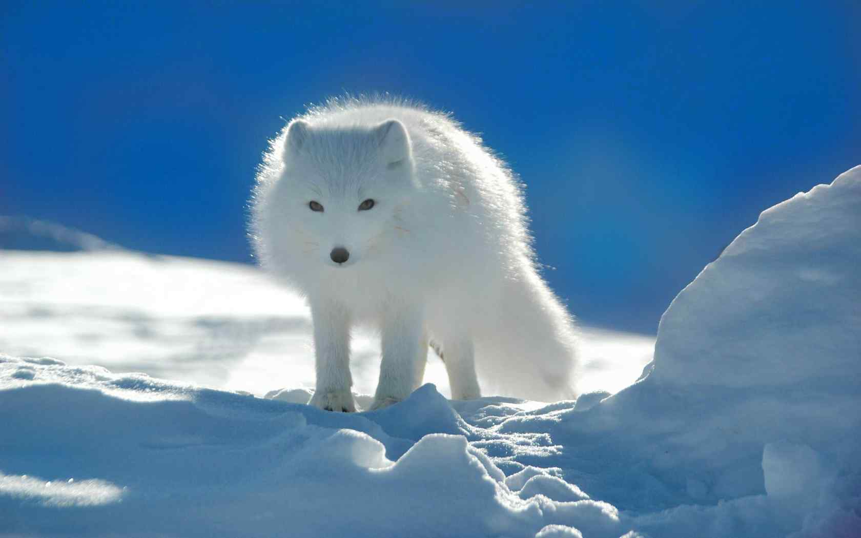 站在雪地上的北极狐壁纸