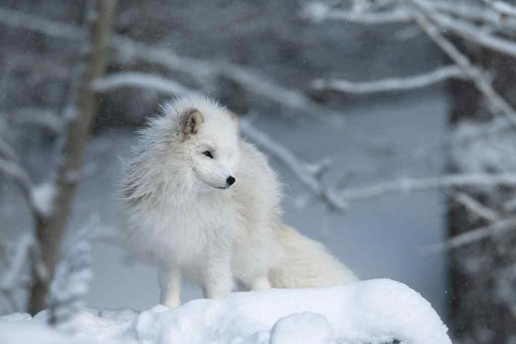 好看的雪白北极狐图片