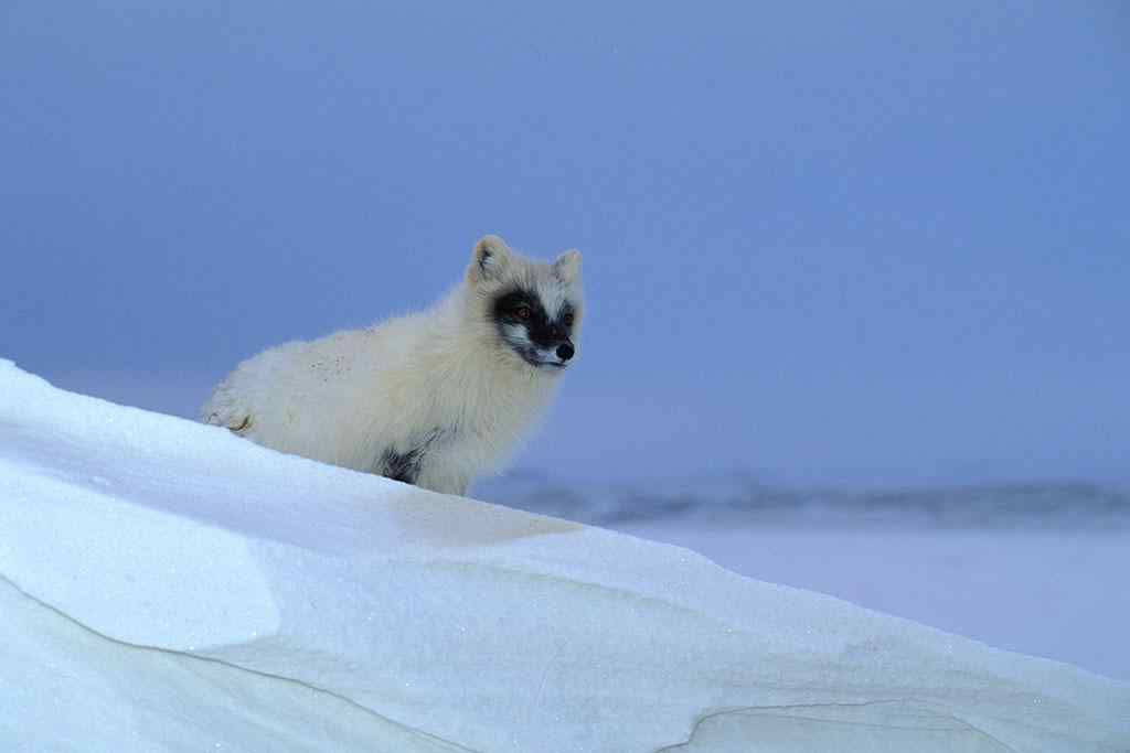 呆萌的冰上北极狐图片