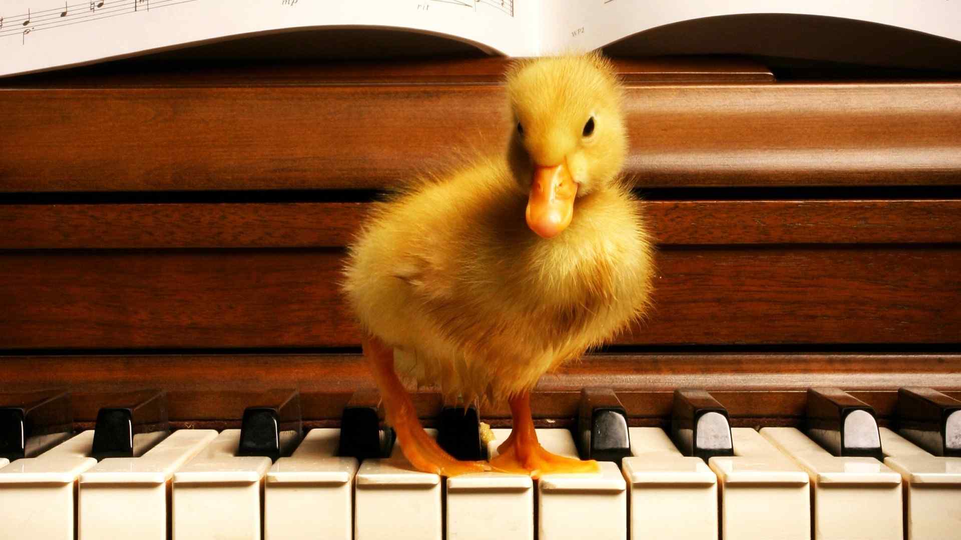 可爱的小鸭子站在钢琴上图片