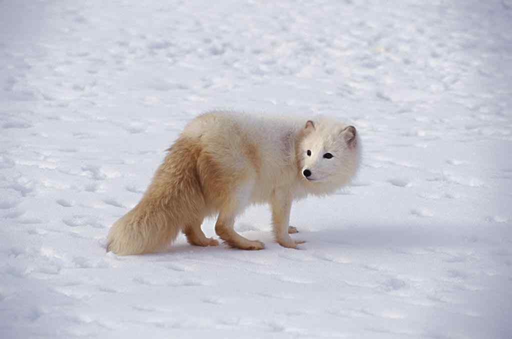 雪地里灰色的北极狐图片