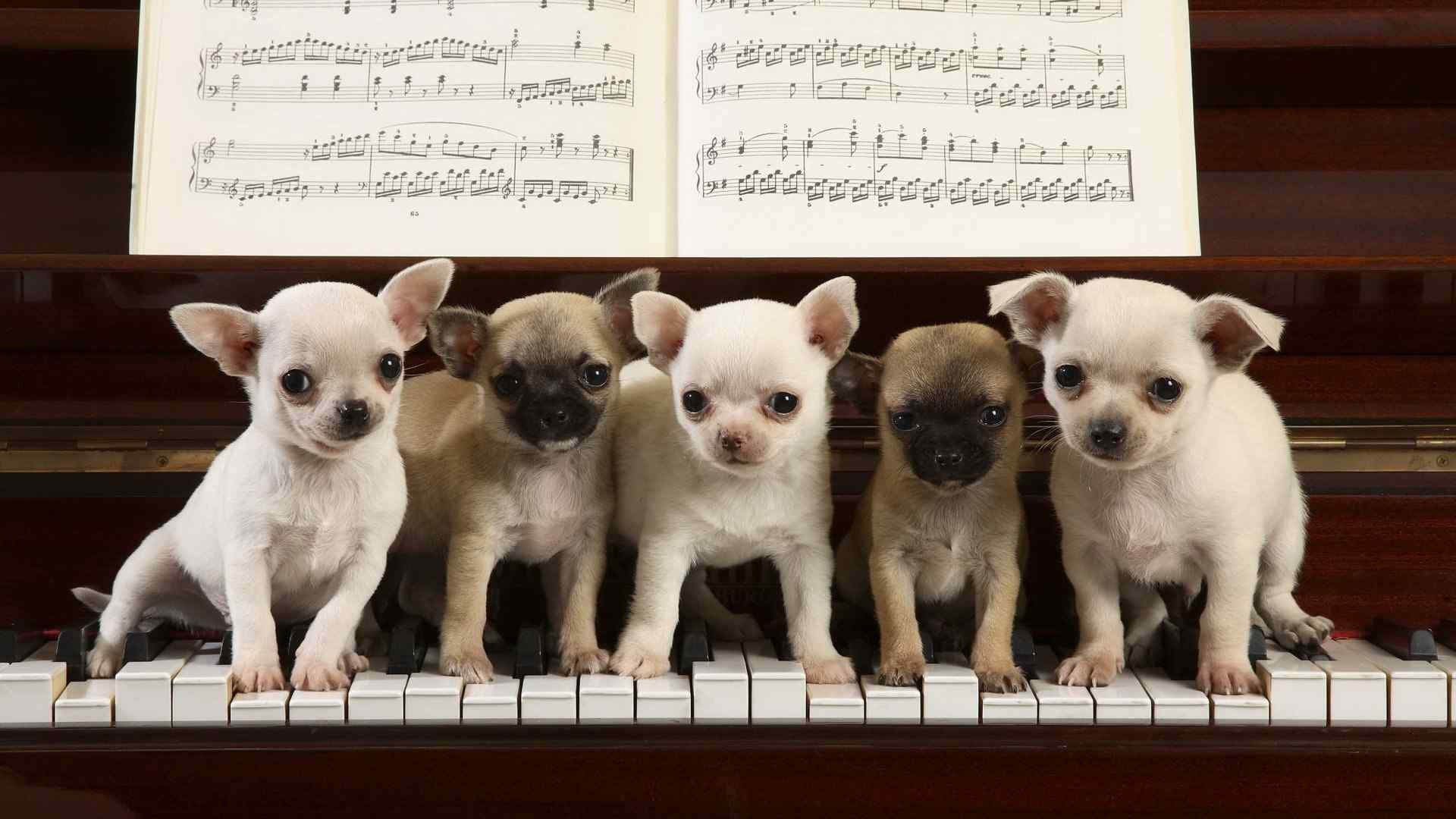 钢琴上的小狗图片桌面壁纸